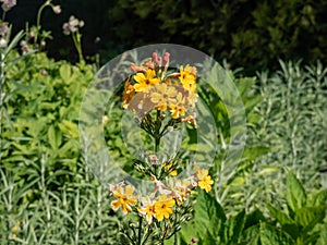 Candelabra Primrose (Primula bulleyana) growing and blooming with attractive whorls of golden-yellow flowers