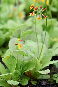 Candelabra primula Primula chungensis with orange-yellow flowers