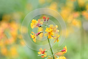 Candelabra primula Primula chungensis with small orange-yellow flowers