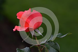 Candelabra Rose Flower Bud
