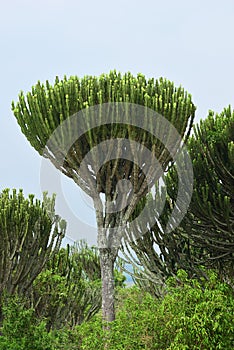 Candelabra Tree or Euphorbia, Uganda, Africa