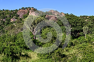 Candelabra Tree in the hilly landscape, Ruaha National Park, Tanzania