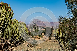 Candelabra Trees Euphorbia candelabrum near Wukro Cherkos in Ethiopia, Africa photo