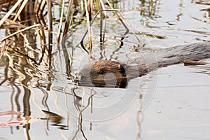 Candian Beaver