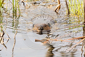 Candian Beaver