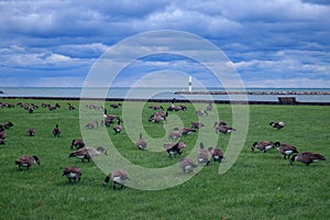 Candian Geese Grazing Along Lake Michigan