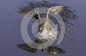 candian goose landing in the water photo