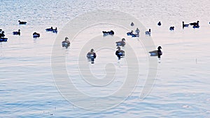 Candian goose near beach swiming on water