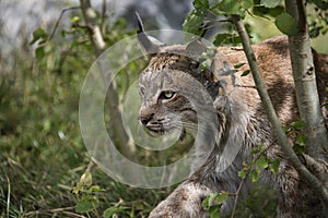 Candian lynx in captivity