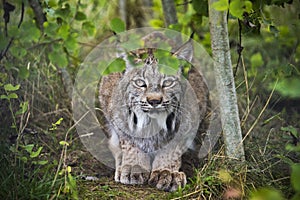 Candian lynx in captivity