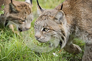 Candian lynx in captivity