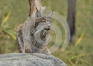 Candian lynx in captivity