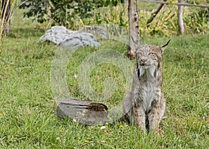 Candian lynx in captivity