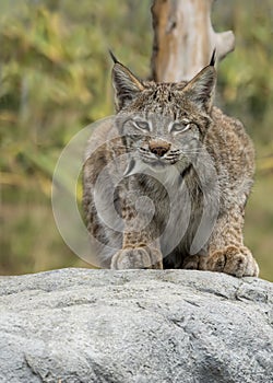 Candian lynx in captivity