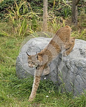 Candian lynx in captivity