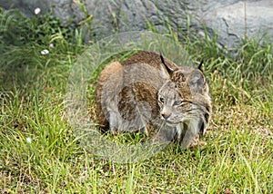 Candian lynx in captivity