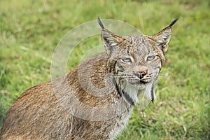 Candian lynx in captivity