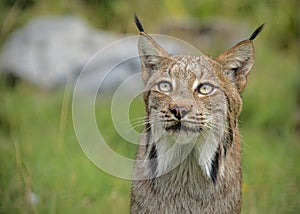 Candian lynx in captivity