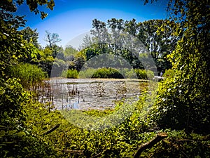 Candian swamp land