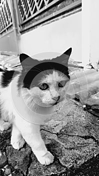 Candid cat in action