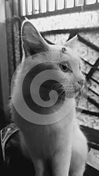 Candid cat in action