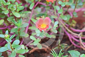 Candid Flower Photography at Garden