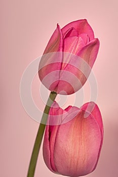 Candid head of pink tulips