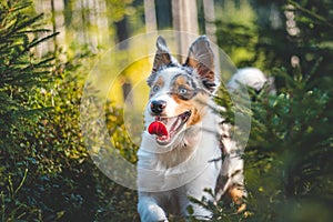 Candid portrait of an Australian Shepherd dog on a walk in the woods. Bond between dog and man. Joyful expression with tongue