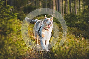 Candid portrait of an Australian Shepherd puppy dog running with a bony bone in his mouth through the woods in the sunset light.