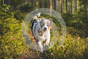 Candid portrait of an Australian Shepherd puppy dog running with a bony bone in his mouth through the woods in the sunset light.