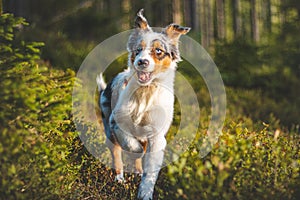 Candid portrait of an Australian Shepherd puppy dog running with a bony bone in his mouth through the woods in the sunset light.