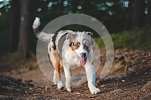 Candid portrait of an Australian Shepherd puppy dog on a walk in the woods. Bond between dog and man. Joyful expression while