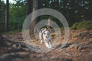 Candid portrait of an Australian Shepherd puppy dog on a walk in the woods. Bond between dog and man. Joyful expression while