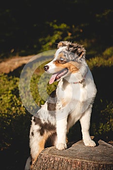 Candid portrait of an Australian Shepherd puppy dog on a walk in the woods. Dog standing on a stump looking after his owner.