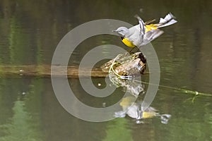 Candid pose of a bird on one edge of a floating log