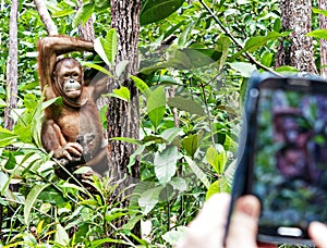 Candid pose of an Orang Utan and a tourist phone camera