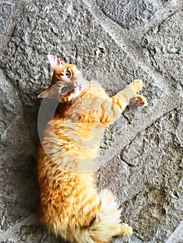 Candid Shot of Orange Tabby Cat with Green Eyes