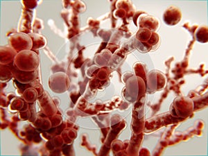 Candida albicans, a pathogenic yeast