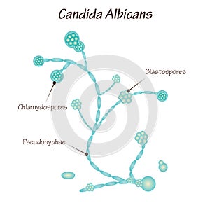 Candida Albicans Vector Diagram