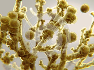 Candida auris, a pathogenic yeast that causes candidiasis photo