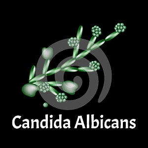 Candida. Candidiasis. Infographics. Vector illustration on isolated background. photo