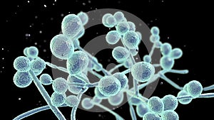 Candida fungi, human pathogenic yeasts