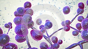 Candida fungi, human pathogenic yeasts