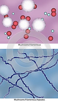 Candida and saprophytes