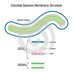 Candida species membrane structure