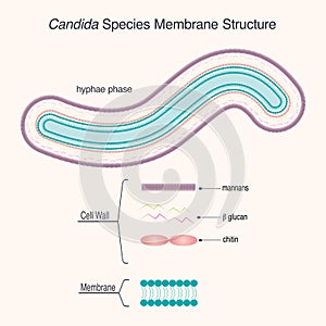 Candida species membrane structure