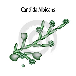 Candida structure. Infographics. Vector illustration on isolated background.