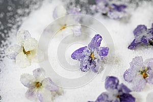 candied white and purple violet flower on sugar