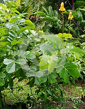 A candle bush plant (Senna alata) on the tropical Cook Islands