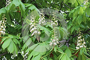 Candle flowers blooming on chestnuts in spring